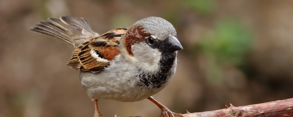 O caçador, a abelh e o pardal